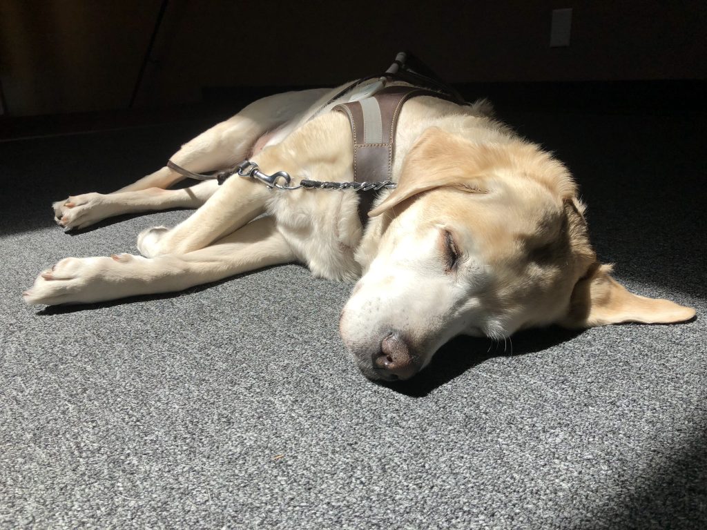 Suri, a yellow Labrador guide dog in working harness, asleep on grey carpet. A diagonal beam of warm window light falls across her face and body, leaving the surrounding floor in shadow.
